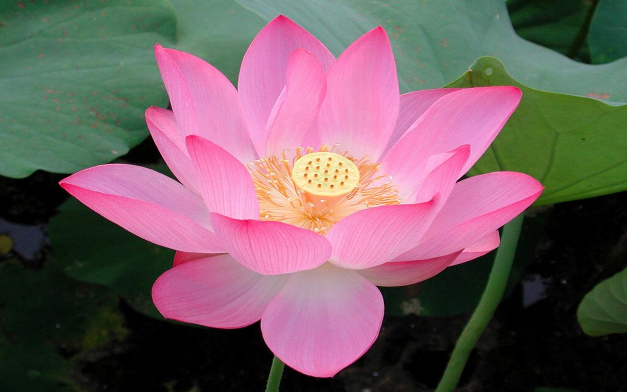 Gambar Bunga Lotus