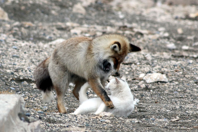 Cat and fox become best friends, van cat, fox pictures, cat and fox