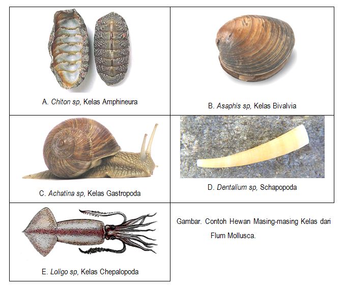 Gambar Pengertian Ciri Klasifikasi Filum Mollusca Gambar 