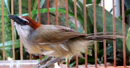 Budidaya Burung: CARA MERAWAT BURUNG KASO-KASO AGAR RAJIN 