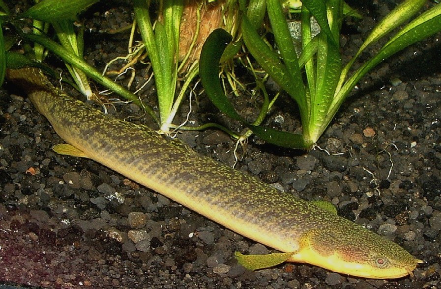 Polypterus Alias Ikan Naga Budidaya Ikan Ikan Hias 