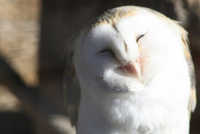 Laughing Owls Seen On www.coolpicturegallery.us