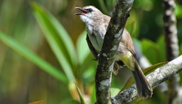 Kumpulan Foto Burung Trucukan Terbaik ~ FOTO BURUNG KICAU