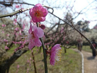 苑内を梅とともにそぞろ歩く・・・。