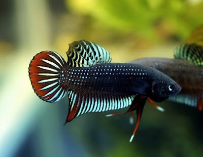 Betta Siamorientalis