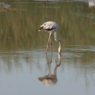 Greater Flamingo in the Swakop River Mouth