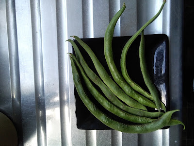 Beautiful Home Grown Beans