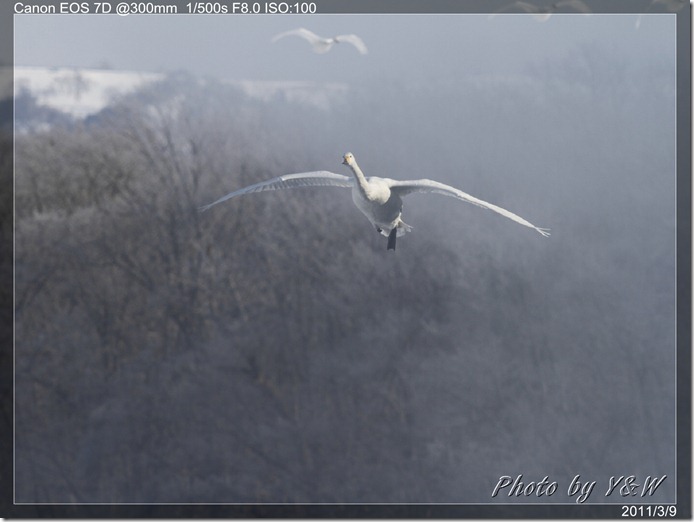 _MG_7978P51