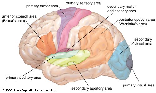 human brain diagram. human brain diagram