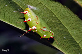 rustic buttefly life cycle