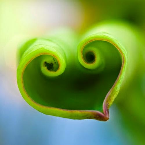 Awakening The Lotus Heart Via Emmanuel Dagher