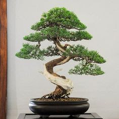 Model Pot Bonsai Yang Cantik