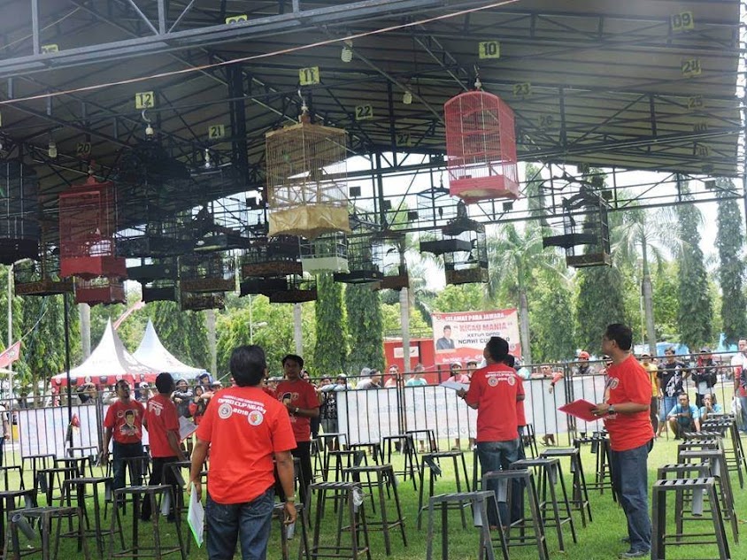 Kicau burung mania di kabupaten Ngawi