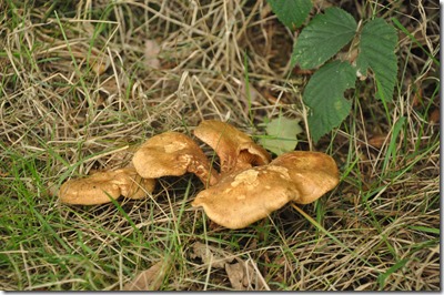 False Chanterelle (Hygrophoropsis aurantiaca)