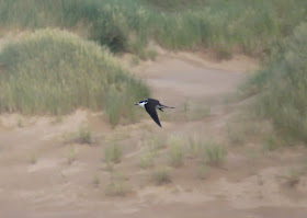 Sooty Tern - Alex Jones