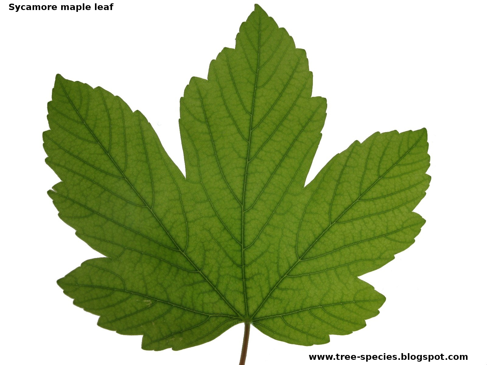 Leaf の意味と例文 例文 Info