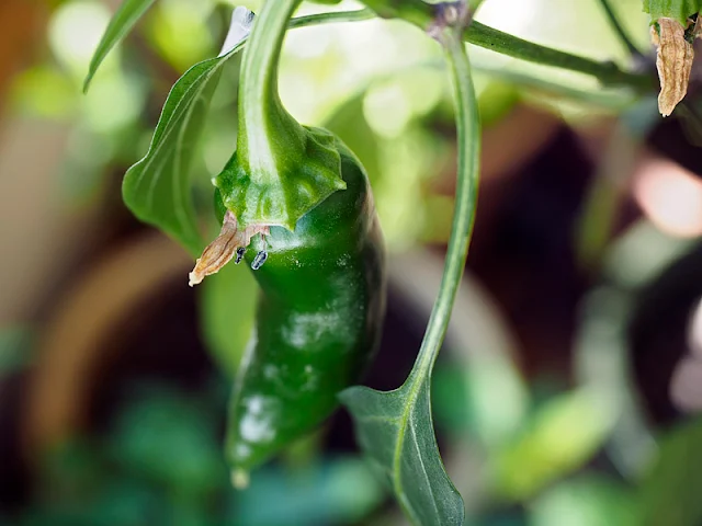 overwintering peppers, potted peppers, capsicum, winter fruit