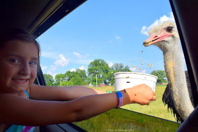 Tennessee Safari, Safari, Ostrich, Summer, Fun, Vacation, Travel