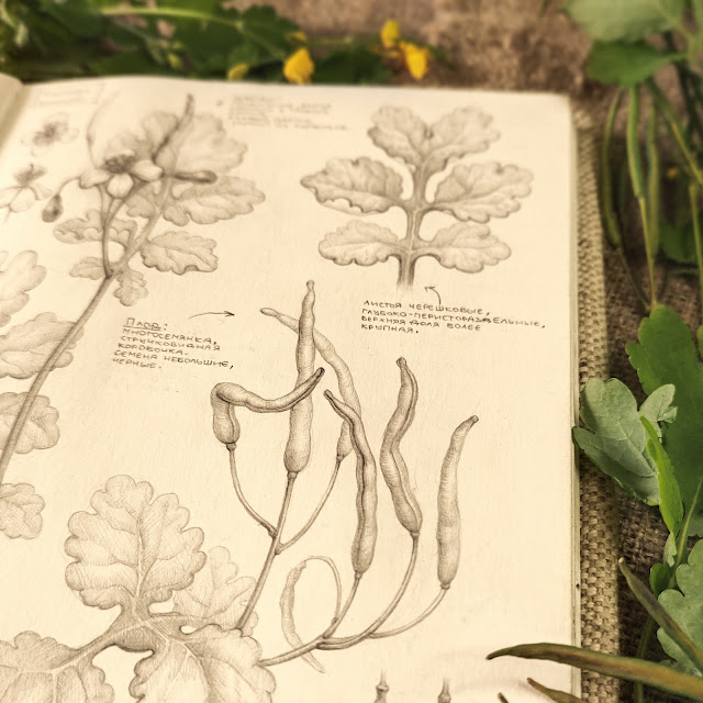 Chistotel-bolshoj, Chelidonium majus: botanical pencil sketch, floral art, sketchbook collection, botanical illustration, field plants
