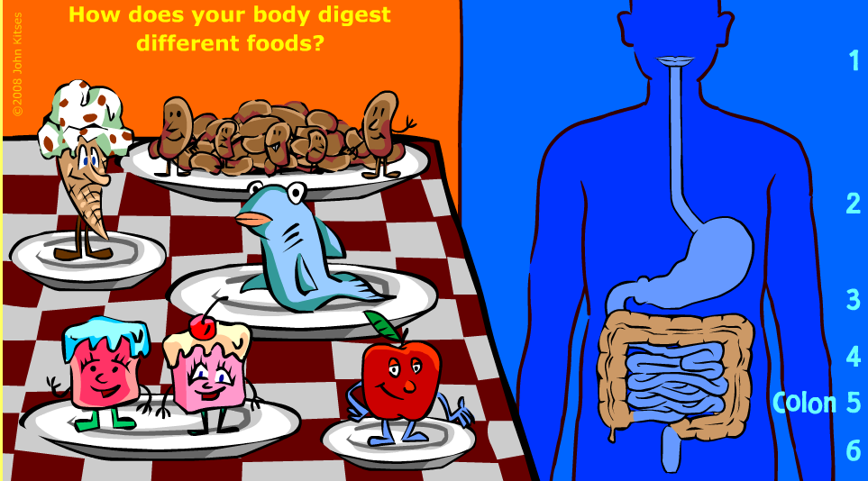 http://kitses.com/animation/swfs/digestion.swf