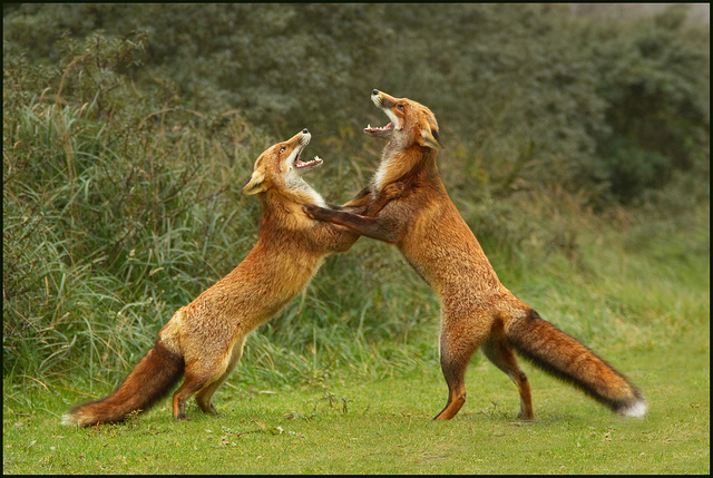 Animal Photography by Hennie van Heerden Seen On www.coolpicturegallery.us