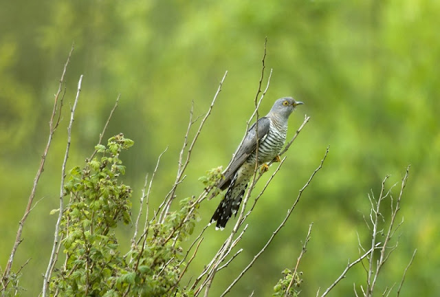 Cuckoo Bird, Birds