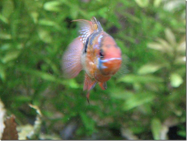 paris aquarium 102210 0007