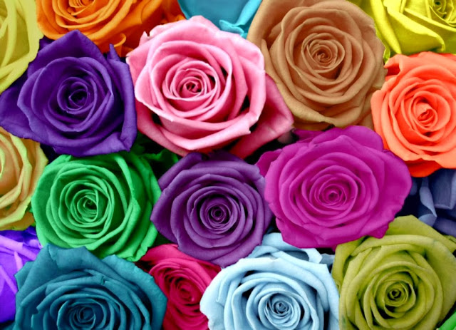 Rainbow Flowers Wallpapers Free Download