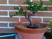 zelkova bonsai