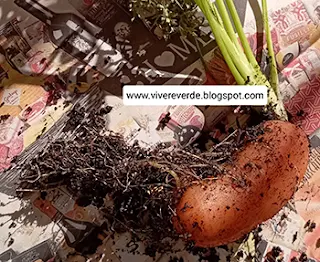 RiciclOrto: coltivare carote in piccoli spazi utilizzando bottiglie riciclate e tecniche di coltivazione.