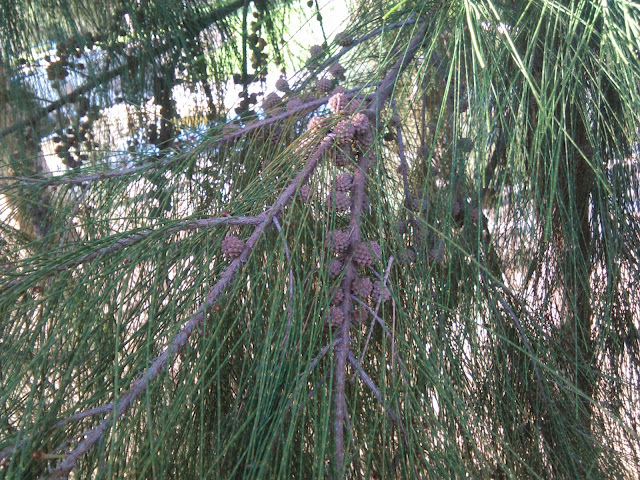  casuarina equisetifolia