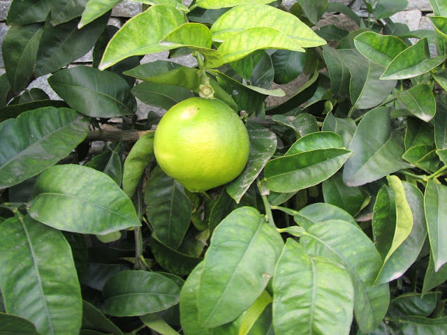 Citrus maxima