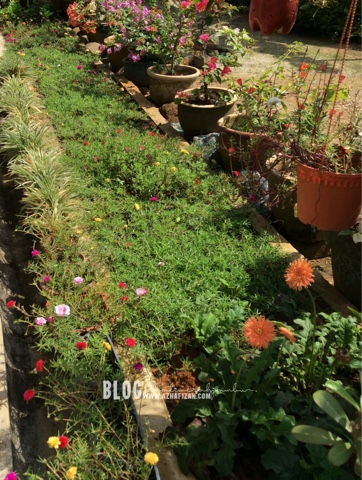 Pelbagaikan Cara Tanam Pokok Bunga Rose Jepun | Blog ...