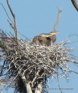 Great Blue Heron and Chicks