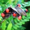 Rosary Pea (tanaman saga)