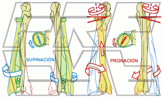 Antebrazo: La pronación y la supinación