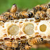 Royal Jelly: A Natural Health and Vitality Elixir