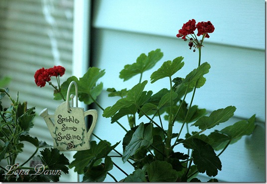 Rosebud_Geranium