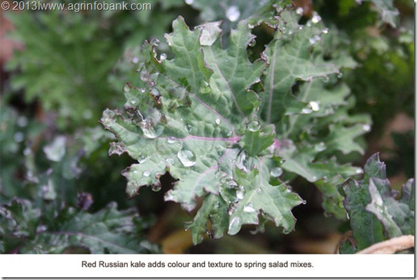 Red Russian Kale