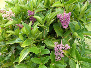 Medinilla magnifica - Médinille magnifique