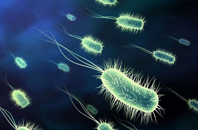 Contoh Makalah: Bakteri dan Archaebacteria - Pendidikan 