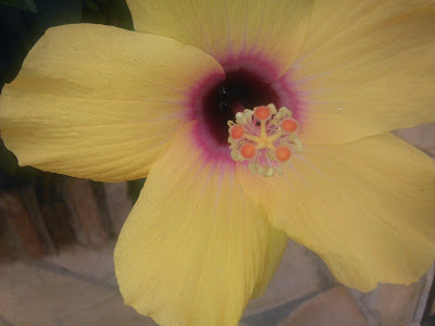 hibisco amarillo