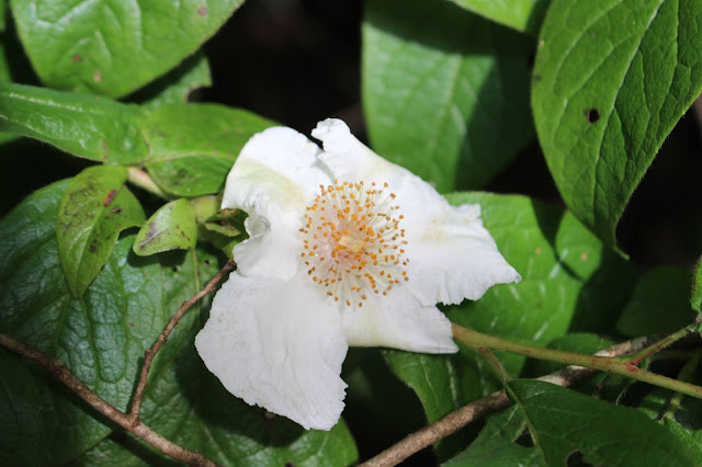 mountain camellia bloom opened