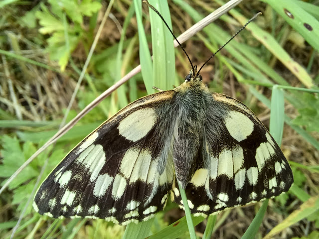 Marbled White Butterfly