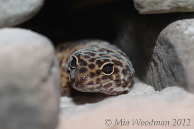 leopard gecko spike