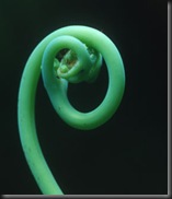 Fern Crosier