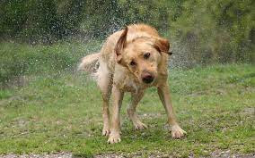 que pasa si mi perro se moja en la lluvia