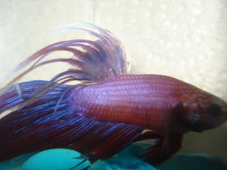 crowntail betta splenden