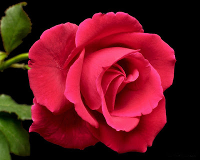 Lovely red rose