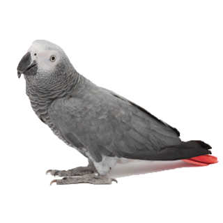 The African grey parrots 